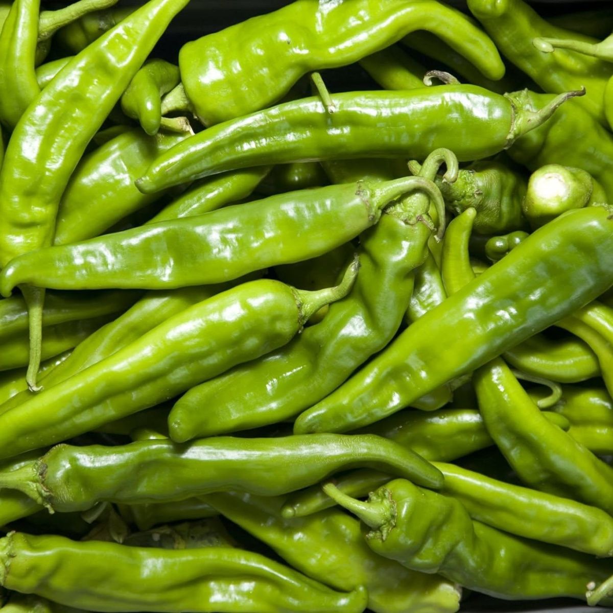Hatch Chile Store Coupons and Promo Code